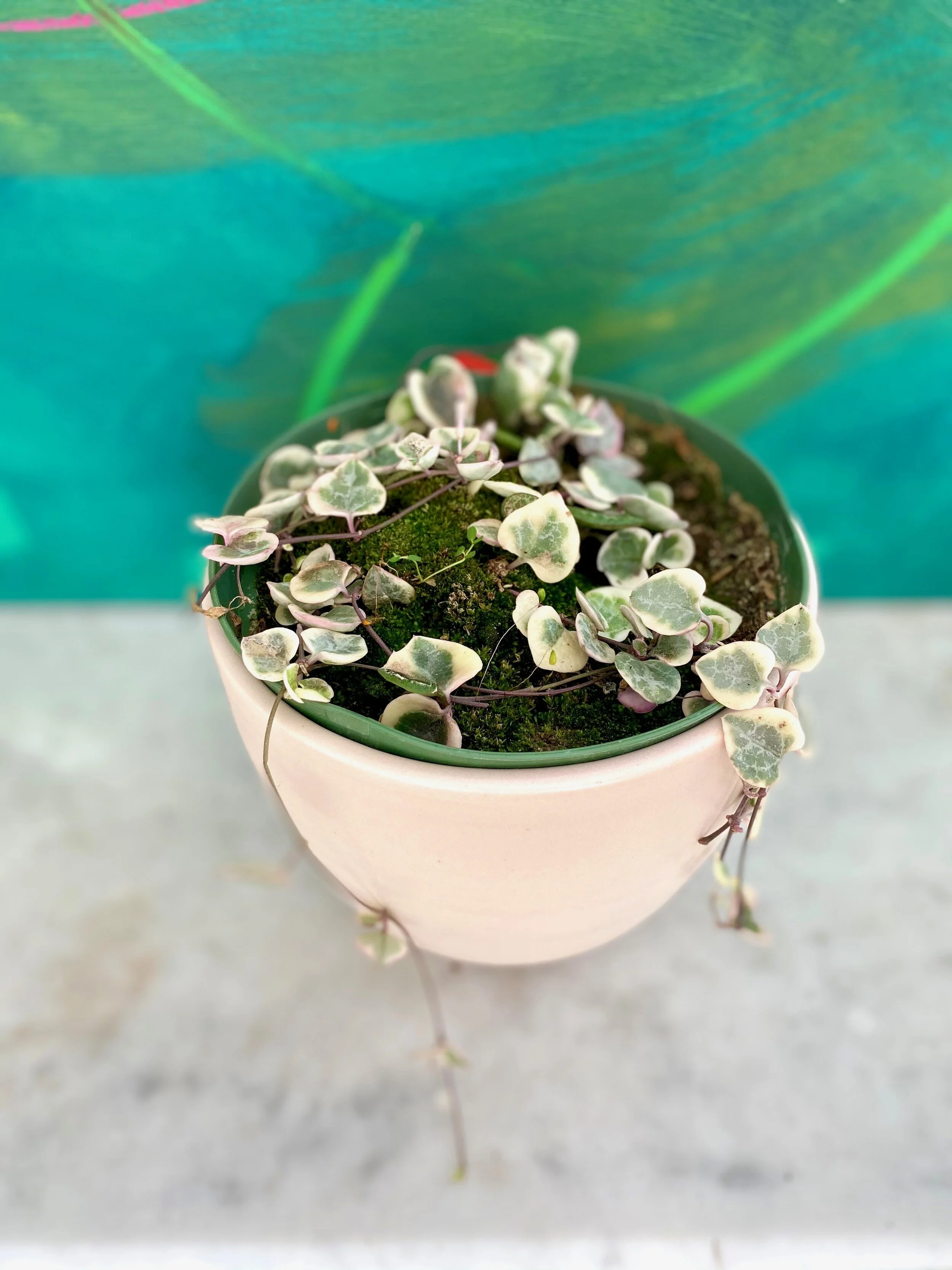 Hoya Pubicalyx — The Tender Gardener